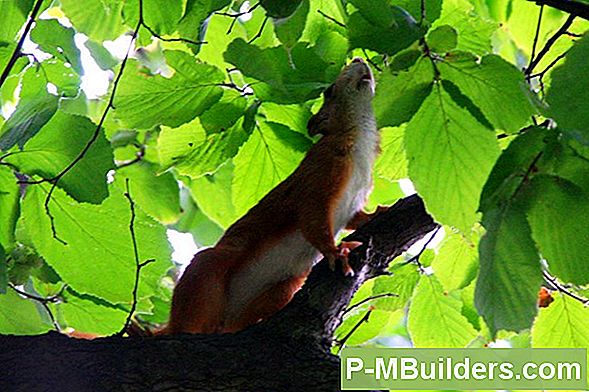 Eichhörnchen Aus Dem Klimasystem Holen