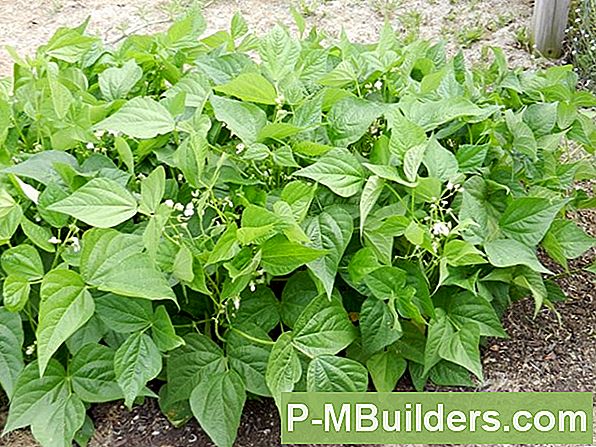 Grow Your Own Green Beans