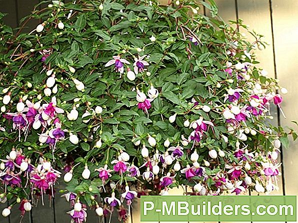 Winterhart Fuchsia Vs Zart Fuchsia