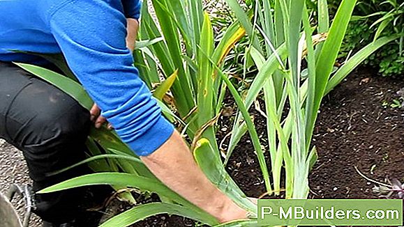 How To Deadhead Iris