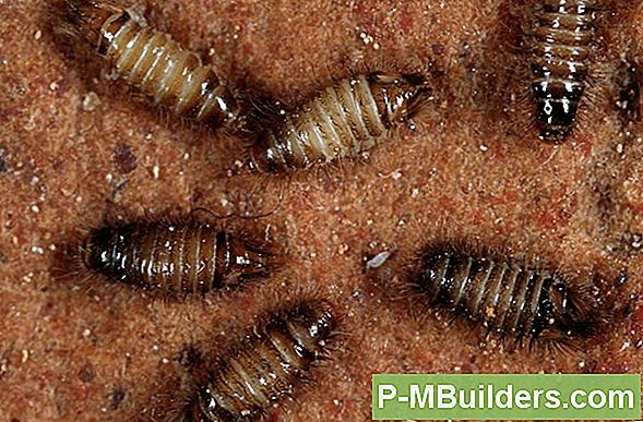 Wie Man Stink Bugs Loswerden Kann