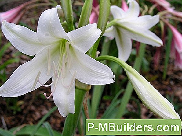 How To Grow Crinum Lilie