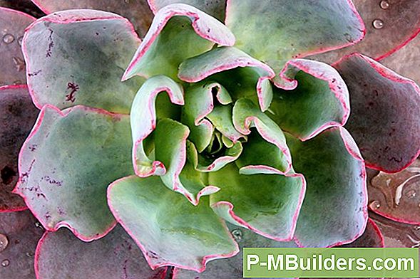 How To Grow Echeveria In Einem Container