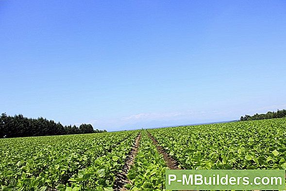 Wie Man Pinto-Bohnen Pflanzt Und Züchtet