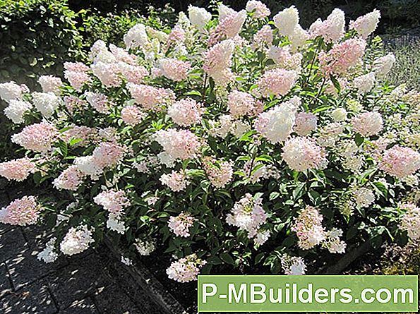 How To Plant Hortensie