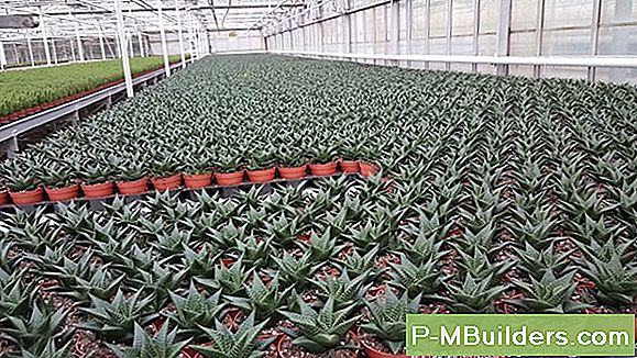 How To Propagate Farne