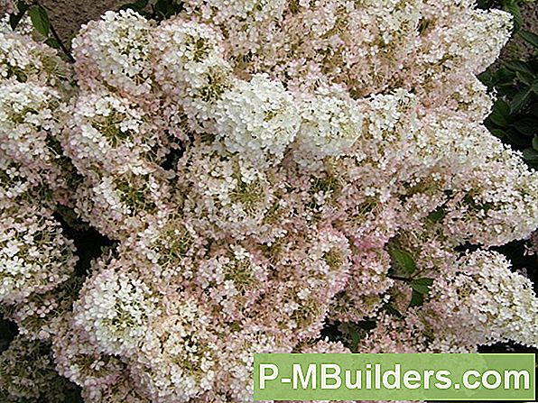How To Prune Hortensie