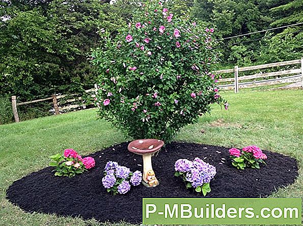 How To Prune Rose Of Sharon