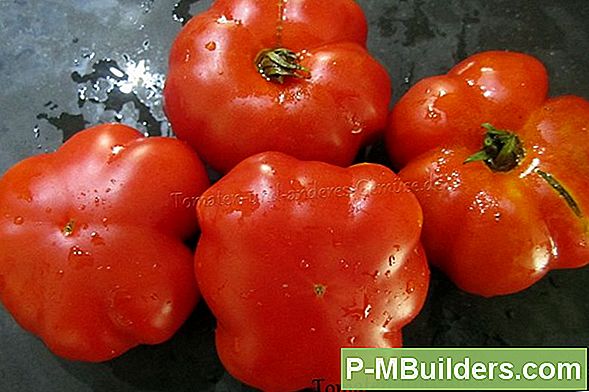 Wie Sie Ihre Tomate Pflanzen