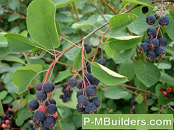 Wie Man Einen Serviceberry Baum Transplantiert