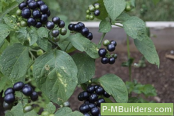 Huckleberry Pflanzen: Klima, Sonnenlicht Und Boden