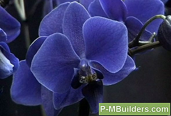 Gibt Es Eine Echte Blaue Orchidee?