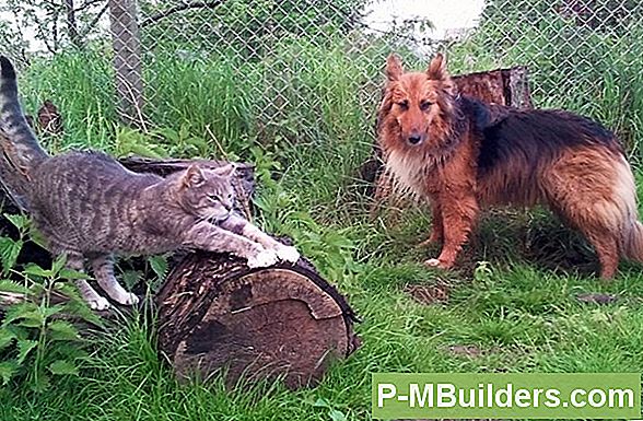 Katzen Und Lebewesen Aus Dem Blumenbeet Fernhalten