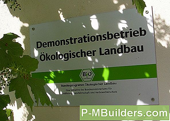 Erhaltung Von Gesunden Farnen