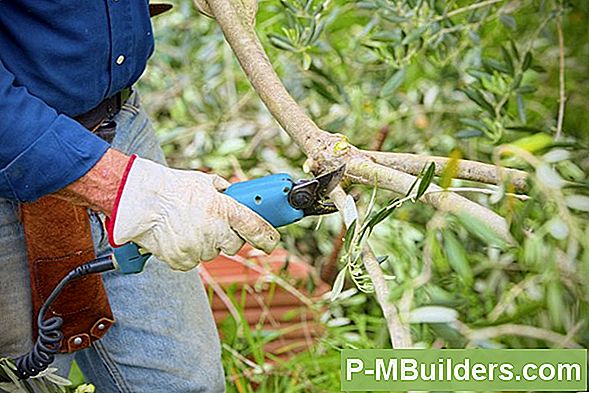 Olive Tree Pruning: Wie Und Wann Man Beschneiden Muss