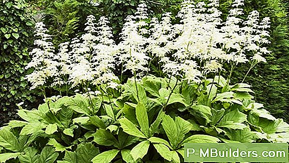 Ein Astilbe Pflanzen In Einem Container