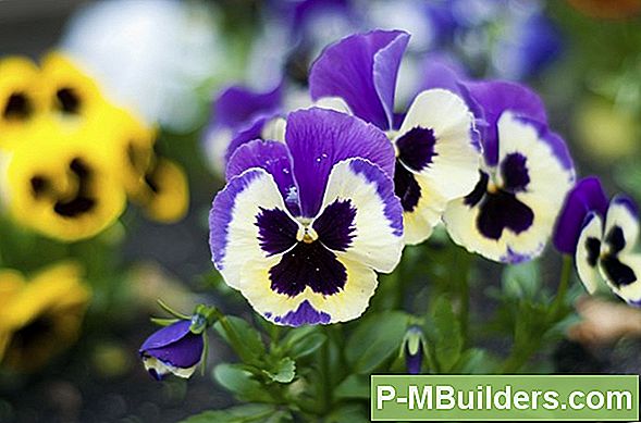 Beliebte Stiefmütterchen Blumensorten