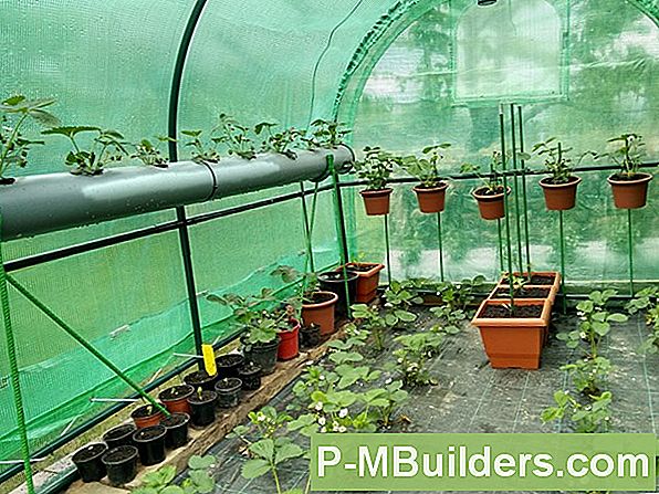 Empfohlene Tipps Für Den Anbau Von Oleander