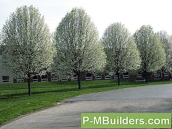 Pyrus Calleryana: Anbau Der Aristokraten Blühende Birne