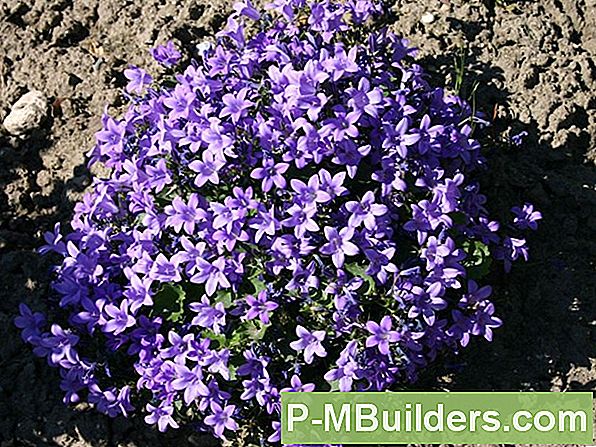 Schattige Bodendecke Mit Blumen Und Beeren