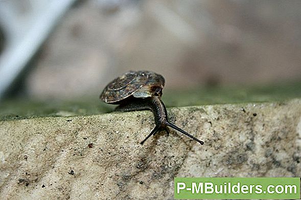 Schnecke Pellet-Alternativen