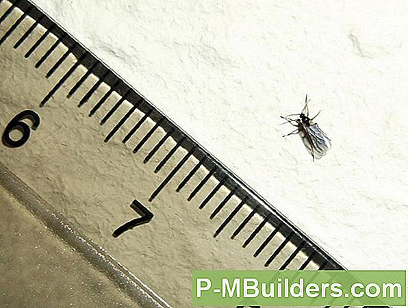 Wie Man Haushalt Insekten Mit Ätherischen Ölen