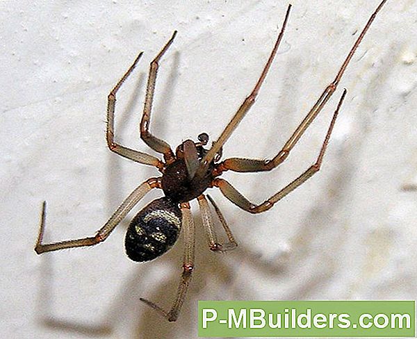 Wie Man Eine Black Widow Spider Infestation Verhindert