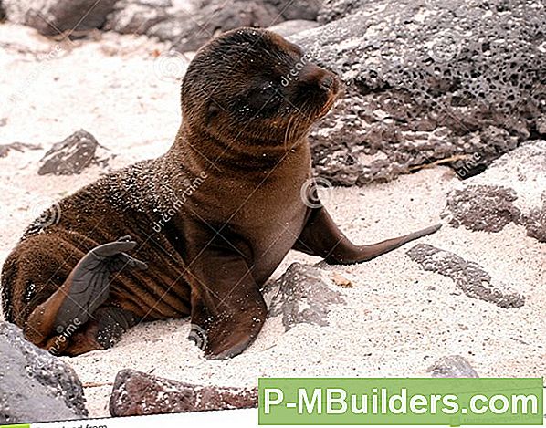 Seal Auf Berber Carpet Versiegeln