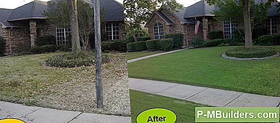 Mesquite Tree Care And Pest Control