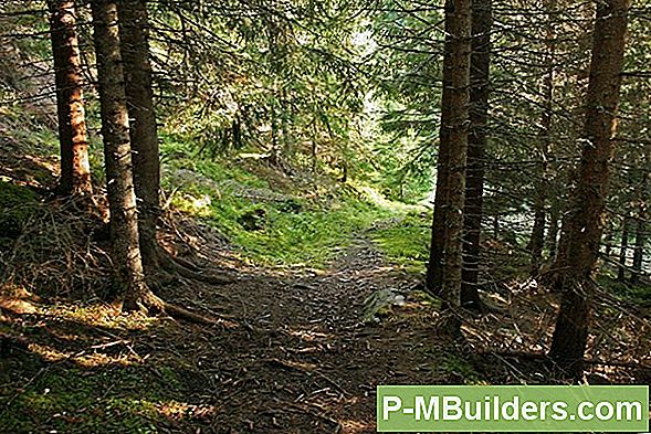 Norge Spruce Tree Fakta Och VÄrdtips