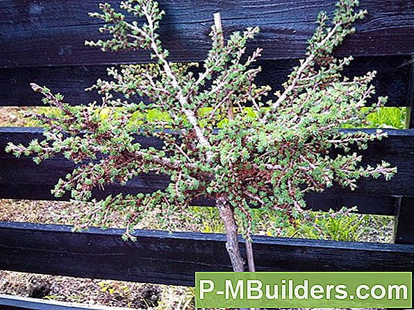 Pion Blommor: Känna Alla Olika Färger