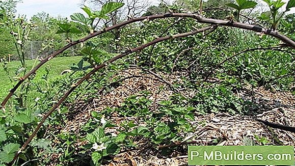 Planting Frukt: Blackberry Plants In A Raised Bed