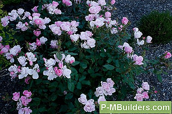 Tips For Å Plante En Double Knockout Rose Garden