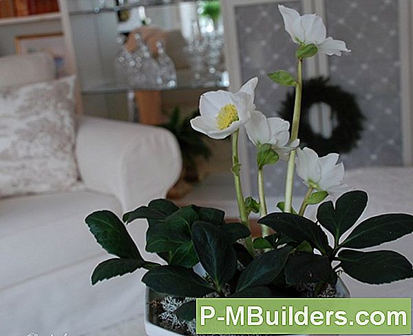 Sätt Att Sköta Din Hypericum