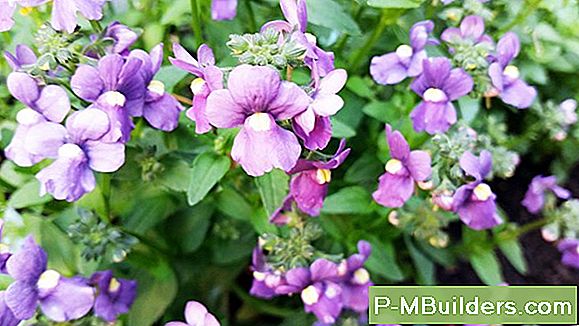 Sorter Av Hollyhocks Att Blanda Ihop Den Med