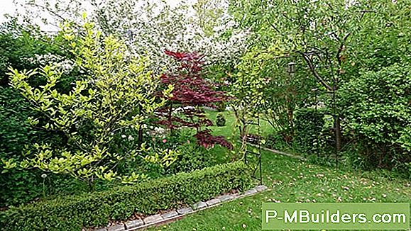 Lägg Till En Wisteria Till Din Vattenträdgård