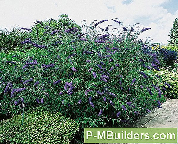 Butterfly Bush: Beskärning Och Skötselråd