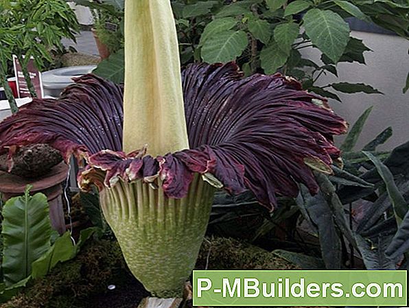 Opretholde En Sund Kimblad Orbiculata