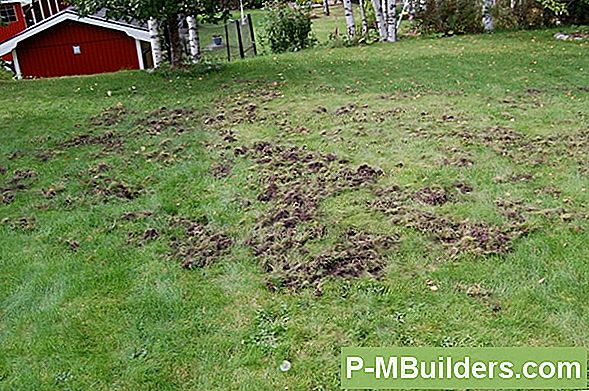 Hur Man Gräver Tulpanlökar Ordentligt