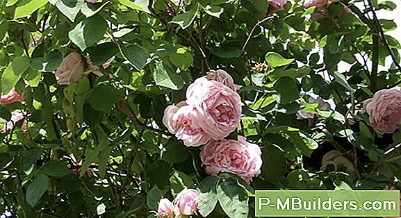 Hur Man Beskär Blommande Träd