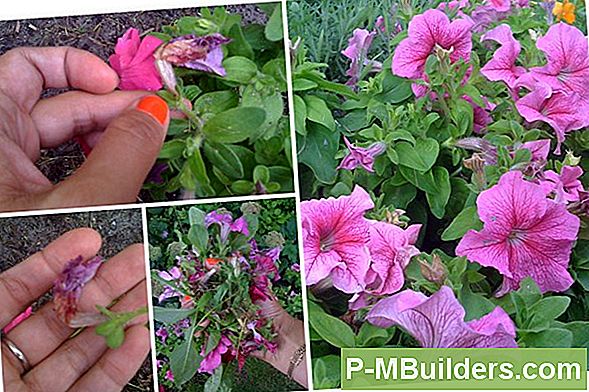 Hur Man Transplanterar En Petunia