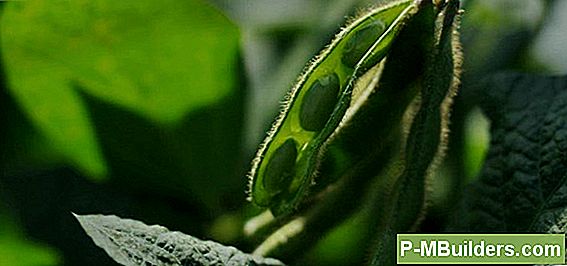 Bibehålla En Hälsosam Cotyledon Orbiculata