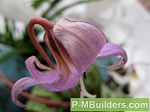 Plantor Vinter Perennialer För Året Runt Blommor