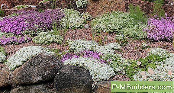Plantering Holländare Att Attract Fjärilar