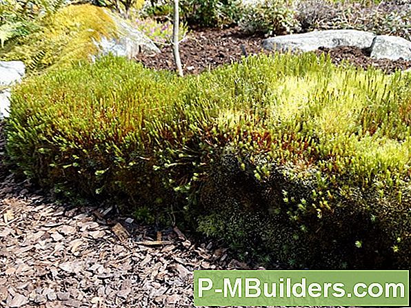 Plantering Irländsk Moss I Och Runt Gården