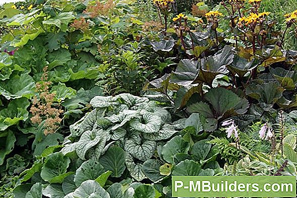 Plantering Av Blomman I Trädgården