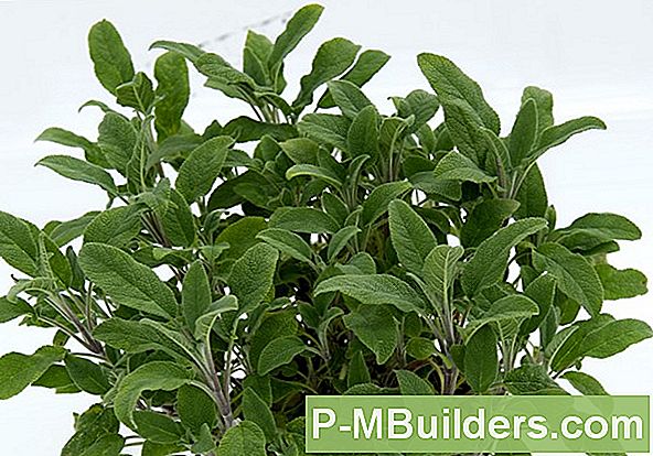 Salvia Förädlingsmetoder