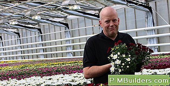 Startar Lobelia Fröer Inomhus