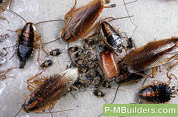 Vad Insekter Gör En Bug Zapper Död?