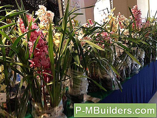 Vad Är En Orchid Plants Typisk Livslängd?